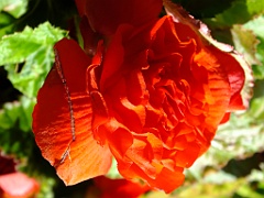 flowersMay13e (23)